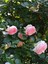 Videolu Yediveren Kokulu Pembe (10-15 cm) Saksılı 1 Adet Aşılı Gül Pink Rose 3