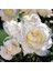 Videolu Krem Beyazı Yediveren Kokulu Gül Fidanı 2 Adet Saksılı 30-50 cm (White Rose) 1