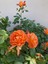 Videolu Yediveren Aşılı Kokulu Turuncu Gül Fidanı (50 - 80 cm) Saksılı Aşılı Gül Orange Rose 1