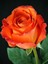 Videolu Yediveren Aşılı Kokulu Turuncu Gül Fidanı (50 - 80 cm) Saksılı Aşılı Gül Orange Rose 3