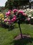 Videolu Baston Gül Yoğun Kokulu Pembe Renkli (40 - 60 cm)1 Adet Aşılı Gül Walking Stick Rose 1