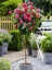 Videolu Baston Gül Yoğun Kokulu Pembe Renkli (40 - 60 cm)1 Adet Aşılı Gül Walking Stick Rose 2