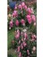 Videolu Baston Gül Yoğun Kokulu Pembe Renkli (40 - 60 cm)1 Adet Aşılı Gül Walking Stick Rose 4