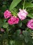 Videolu Yediveren Gül Kayısı Rengi Turuncu Sarı Pembe Kırmızı (50 70 cm)6ADET Saksılı Aşılı Gül Roses 5