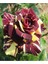 Videolu Yediveren Aşılı Sihirbaz Abrakadabra Gül Fidanı 1 Adet Saksılı (50-90 cm) (Wizard Rose) 5