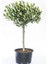 Videolu Gemlik Zeytin Fidanı Fidesi 80-190 cm Tüplü Aşılı Güller (Olive Tree Sapling) 2