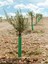 Videolu Gemlik Zeytin Fidanı Fidesi 80-190 cm Tüplü Aşılı Güller (Olive Tree Sapling) 4