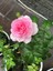 Videolu Yediveren Gül Fidanı Pembe ve Beyaz (30 60 cm) Saksılı 2 Adet Aşılı Gül Pink And White Rose 1