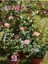 Videolu Yediveren Gül Fidanı Pembe ve Beyaz (30 60 cm) Saksılı 2 Adet Aşılı Gül Pink And White Rose 3