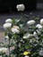 Videolu Yediveren Gül Fidanı Pembe ve Beyaz (30 60 cm) Saksılı 2 Adet Aşılı Gül Pink And White Rose 4