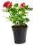 Videolu 1 Adet Kırmızı Gül Fidesi 10-15 cm Saksılı Tüplü (Red Rose Sapling) 4