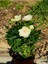 Videolu Kırmızı Beyaz ve Turuncu 3 Adet Kokulu Gül Fidanı 45-75 cm (Red White And Orange Rose) 3