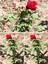 Videolu Kırmızı Yediveren (35- 60 cm) Saksılı 6 Adet Aşılı Gül Red Rose 2