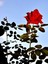 Videolu Kırmızı Yediveren (35- 60 cm) Saksılı 6 Adet Aşılı Gül Red Rose 3