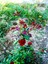 Videolu Kırmızı Yediveren (35- 60 cm) Saksılı 6 Adet Aşılı Gül Red Rose 4
