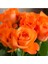 Videolu Turuncu Yediveren Kokulu Gül Fidanı 1 Adet (10-15 cm) Saksılı Aşılı Gül Orange Rose 1