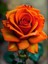 Videolu Turuncu Yediveren Kokulu Gül Fidanı 1 Adet (10-15 cm) Saksılı Aşılı Gül Orange Rose 2