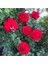 Videolu Isparta Meyland Kırmızı Kokulu Yediveren (10-15 cm) Saksılı/Tüplü Aşılı Gül Red Rose 2