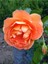 Videolu Turuncu Pompon Gül Fidanı 10-15 cm Saksılı/Tüplü Yediveren Gül Aşılı Güller (Orange Rose) 2