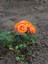 Videolu Turuncu Pompon Gül Fidanı 10-15 cm Saksılı/Tüplü Yediveren Gül Aşılı Güller (Orange Rose) 3