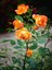 Videolu Turuncu Pompon Gül Fidanı 10-15 cm Saksılı/Tüplü Yediveren Gül Aşılı Güller (Orange Rose) 4