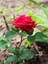 Videolu Yediveren Kokulu 1 Adet Kırmızı Gül Fidanı 10-15 cm Tüplüsaksılı (Red Rose Sapling) 2