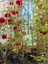 Videolu Kırmızı Yediveren Sarmaşık Kokulu 3 Adet Gül Fidanı Saksılı 80-160 cm (Climbing Rose) 4