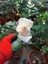 Videolu Aşılı Yediveren Kokulu Krem Gül Fidanı 10-15 cm Saksılı (Cream Rose Sapling) 2