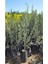Videolu Gemlik Trilye Bodur Zeytin Fidanı 6 Adet 50-70 cm (Olive Sapling) Bahçe Bitkisi 1