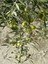 Videolu Gemlik Trilye Bodur Zeytin Fidanı 6 Adet 50-70 cm (Olive Sapling) Bahçe Bitkisi 2