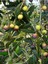 Videolu Gemlik Trilye Bodur Zeytin Fidanı 6 Adet 50-70 cm (Olive Sapling) Bahçe Bitkisi 4