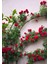Videolu Kırmızı Yediveren Sarmaşık Gül Fidanı (50-80 cm) Tüplü Aşılı Gül (Red Rose) 1