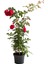Videolu Kırmızı Yediveren Sarmaşık Gül Fidanı (50-80 cm) Tüplü Aşılı Gül (Red Rose) 2