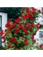 Videolu Kırmızı Yediveren Sarmaşık Gül Fidanı (50-80 cm) Tüplü Aşılı Gül (Red Rose) 3