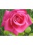 Videolu Pembe Yediveren Gül (25 35 cm) Saksıda Aşılı Gül Fidanı Pink Rose 1