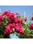 Videolu Pembe Sarmaşık Kokulu Tüplü (90-140 cm) Aşılı Gül Pink Rose 1