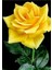 Videolu Sarı Aşılı Yediveren Gül (55 65 cm) Fidanı Saksıda Aşılı Gül Yellow Rose 1