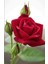 Videolu Yediveren Kırmızı Gül Fidanı (23 35 cm) Saksılı Aşılı Gül Red Rose 1