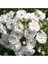 Videolu Beyaz Sarmaşık Gül Fidanı Kokulu [90 - 140 cm] Saksılı Aşılı Gül White Rose 1