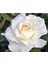 Videolu Beyaz Sarmaşık Gül Fidanı Kokulu [90 - 140 cm] Saksılı Aşılı Gül White Rose 2