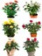 Videolu Yediveren Gül Seti (50 - 60 cm ) 5 Adet (Sarı Kırmızı Beyaz Pembe Turuncu) "multiflora Rose" 1