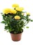 Videolu Yediveren Gül Seti (50 - 60 cm ) 5 Adet (Sarı Kırmızı Beyaz Pembe Turuncu) "multiflora Rose" 3