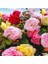 Videolu Yediveren Gül Seti (50 - 60 cm ) 5 Adet (Sarı Kırmızı Beyaz Pembe Turuncu) "multiflora Rose" 5