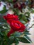 Videolu Minyatür Kırmızı Gül (20 35 cm) Saksılı Aşılı Gül Grafted Rose 1