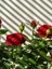 Videolu Minyatür Kırmızı Gül (20 35 cm) Saksılı Aşılı Gül Grafted Rose 2