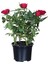 Videolu Minyatür Kırmızı Gül (20 35 cm) Saksılı Aşılı Gül Grafted Rose 3