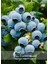 Gerçek Yaban Mersini Fidanı Bloxi Cinsi 1 Adet Saksılı/Tüplü 40-60 cm(BLUEBERRY) 1