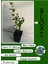 Gerçek Yaban Mersini Fidanı Bloxi Cinsi 1 Adet Saksılı/Tüplü 40-60 cm(BLUEBERRY) 2