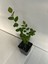 Gerçek Yaban Mersini Fidanı Bloxi Cinsi 1 Adet Saksılı/Tüplü 40-60 cm(BLUEBERRY) 4