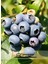 Meyve Vermeye Hazır Saksıda Bluberry Bloxi Cinsi Yaban Mersini (Mavi Yemiş)Fidanı 40-60 cm 1